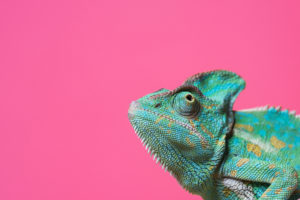 Chameleon with a pink background